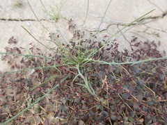 Calycoseris wrightii