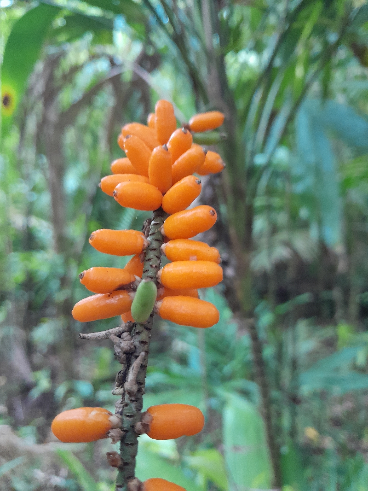 Linospadix minor (W.Hill) Burret