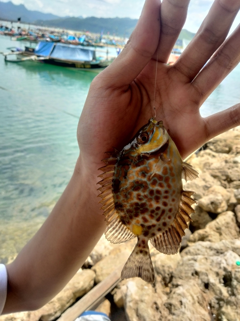 Golden Rabbitfish (Siganus guttatus)