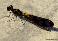 Aristocypha quadrimaculata