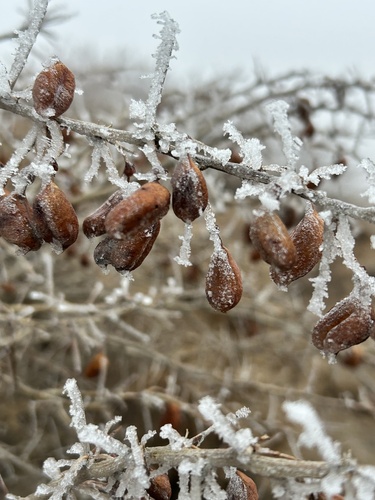 russian salt tree (Caragana halodendron)