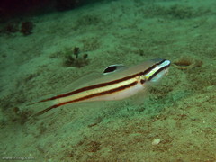 Valenciennea helsdingenii