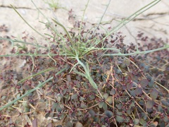 Calycoseris wrightii