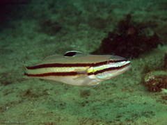 Valenciennea helsdingenii