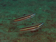 Valenciennea helsdingenii