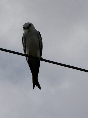 Black-shouldered Kite (Elanus axillaris), photo 4
