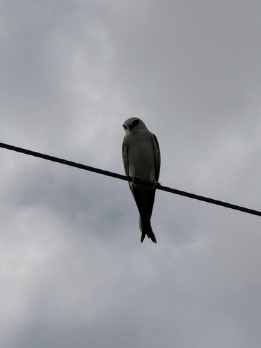 Black-shouldered Kite (Elanus axillaris), photo 5