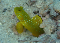 Cryptocentrus cinctus