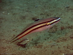 Valenciennea helsdingenii