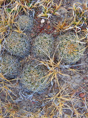 Coryphantha retusa