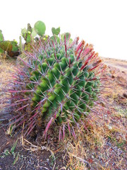 Ferocactus recurvus recurvus