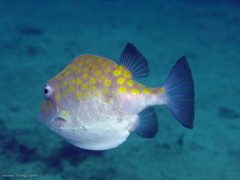 Anoplocapros inermis