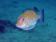 Anoplocapros inermis