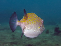 Anoplocapros inermis