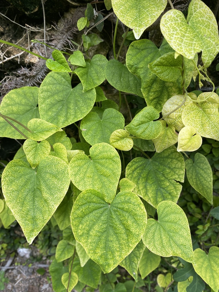 Obscure morning glory, Small white morning glory, Lesser Glory (Ipomoea obscura)