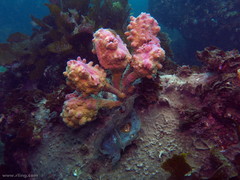 Halisarca australiensis