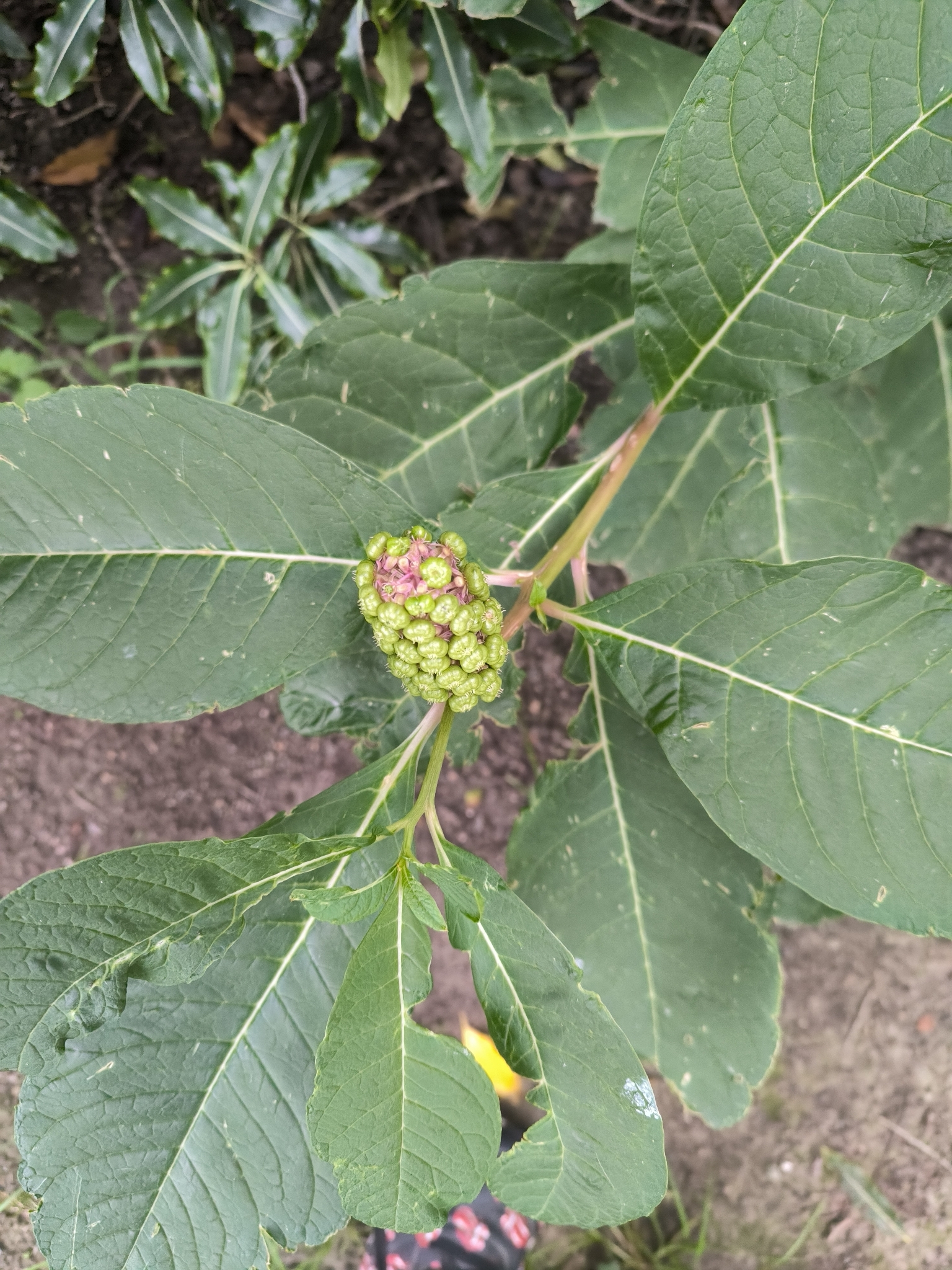 Oriental pokeweed