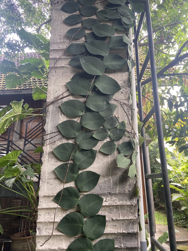 shingle plant (Rhaphidophora hayi)