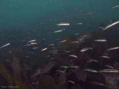 Trachinops taeniatus