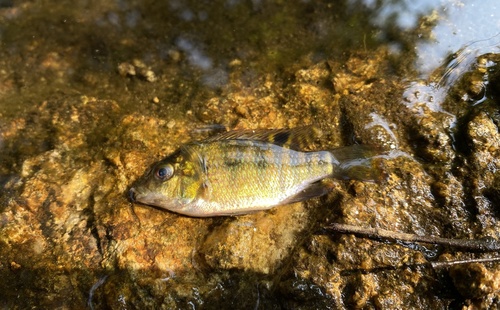 Coptodon zillii