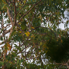 Amazona xantholora