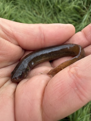 Canterbury mudfish (Neochanna burrowsius) — Galaxiidae — 3