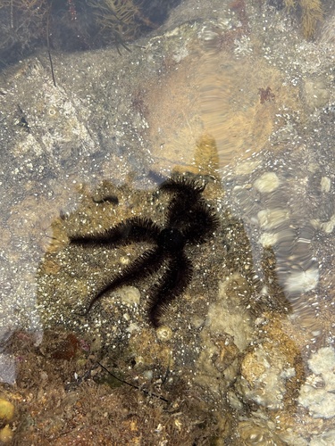 Clarkcoma canaliculata observed 2026-01-13