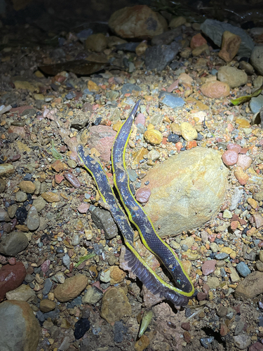 White-striped Reed Snake