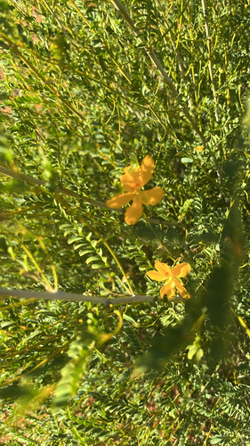 Cassia Butterfly Bush