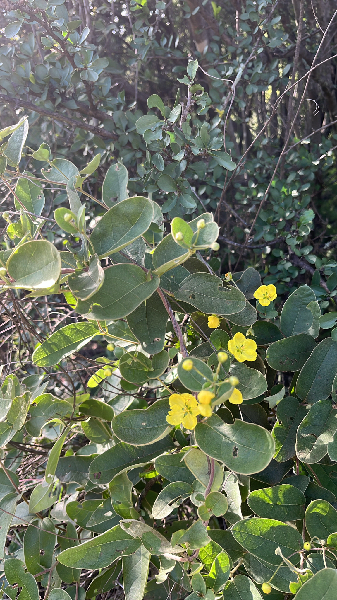 Imagem de Sphedamnocarpus pruriens