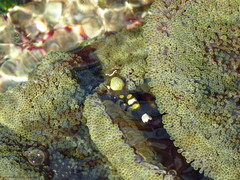 Ancylocaris brevicarpalis