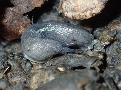 Hesperarion hemphilli