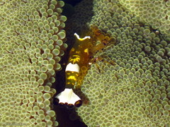 Ancylocaris brevicarpalis