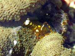 Ancylocaris brevicarpalis