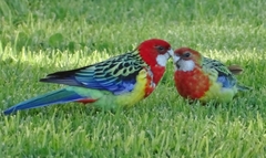 Eastern Rosella photo 3