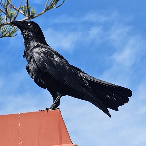 Torresian Crow (Corvus orru), photo 5
