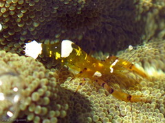 Ancylocaris brevicarpalis