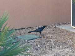 Quiscalus mexicanus