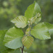 Betula pubescens - Photo (c) Vladimir Bryukhov,  זכויות יוצרים חלקיות (CC BY-NC), uploaded by Vladimir Bryukhov