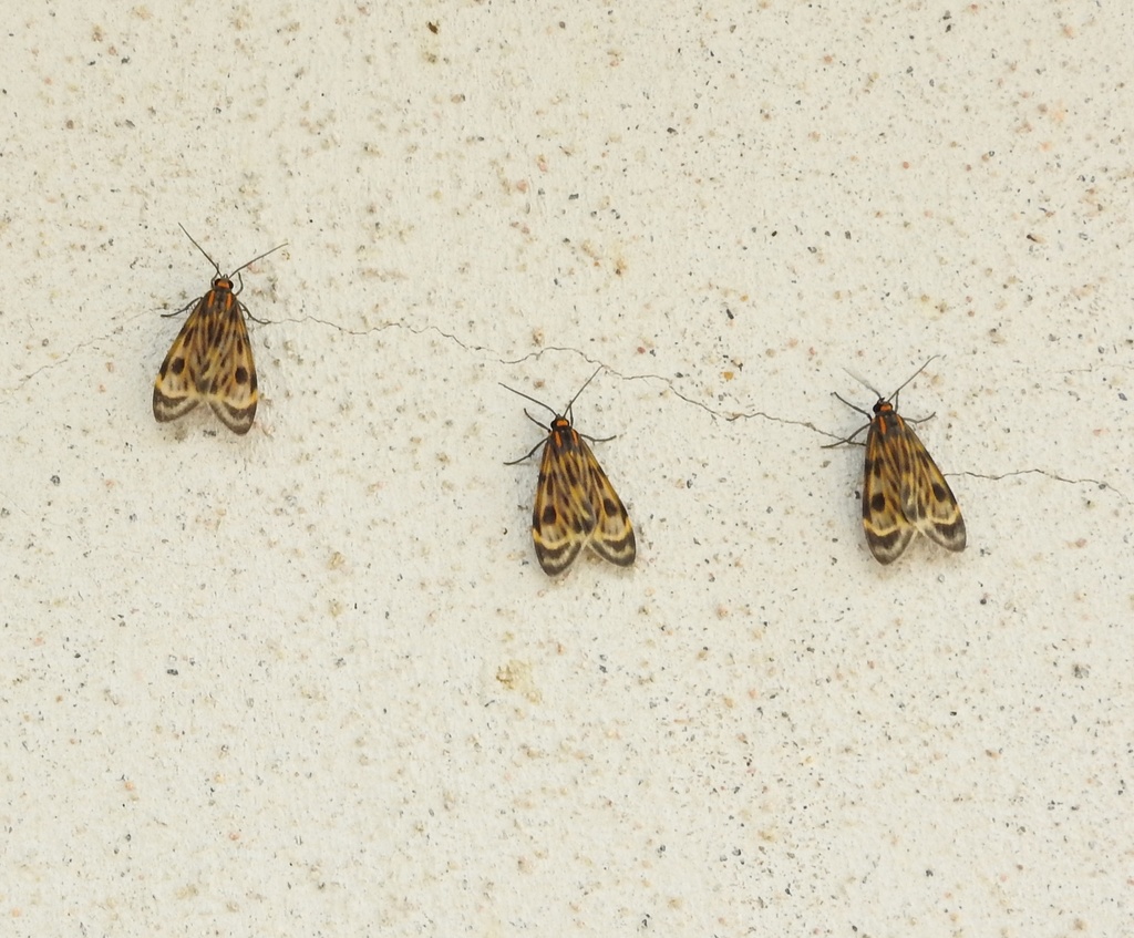 Eucereon costulatum