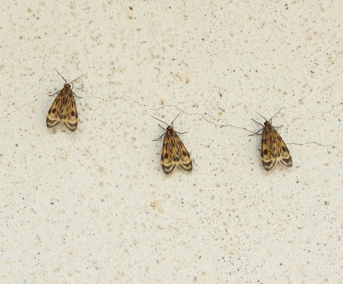 Eucereon costulatum