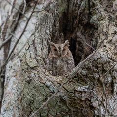 Megascops guatemalae