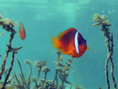 Amphiprion barberi