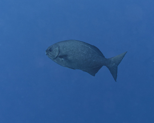 Kyphosus hawaiiensis observed 2026-01-10