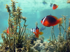 Amphiprion barberi