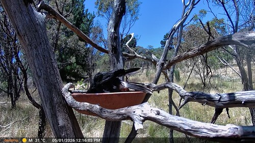 Pied Currawong (Strepera graculina), photo 6