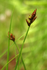 Carex chordorrhiza