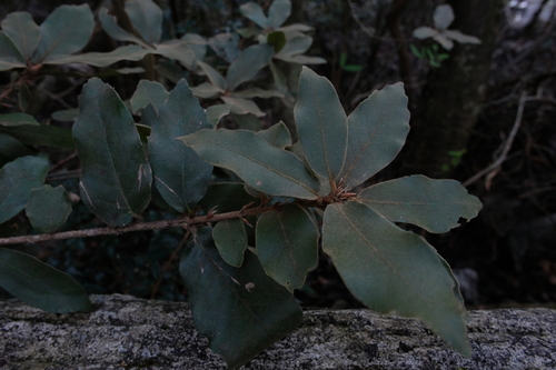 Quercus oxyphylla