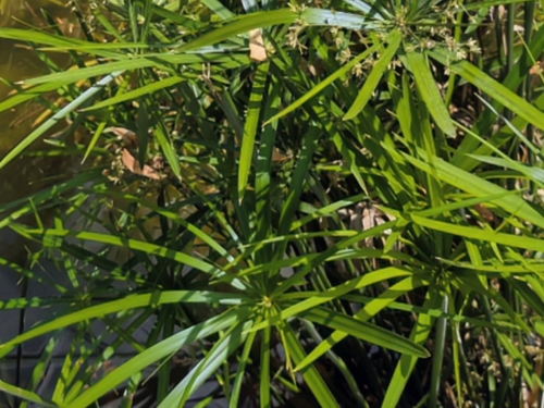 Pale Galingale foliage