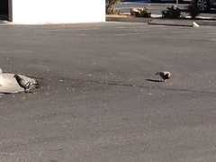 Columba livia